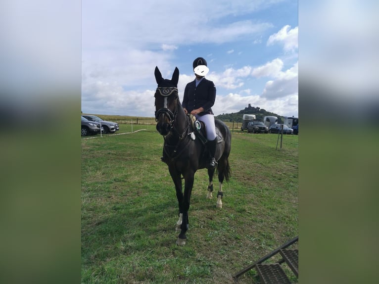 KWPN Wallach 16 Jahre 168 cm Dunkelbrauner in Siegen