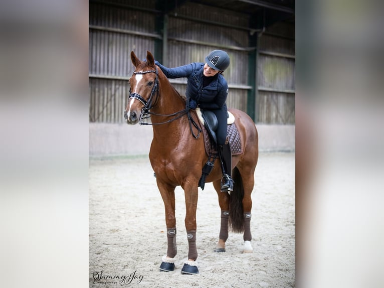 KWPN Wallach 16 Jahre 168 cm Dunkelfuchs in Hörstel