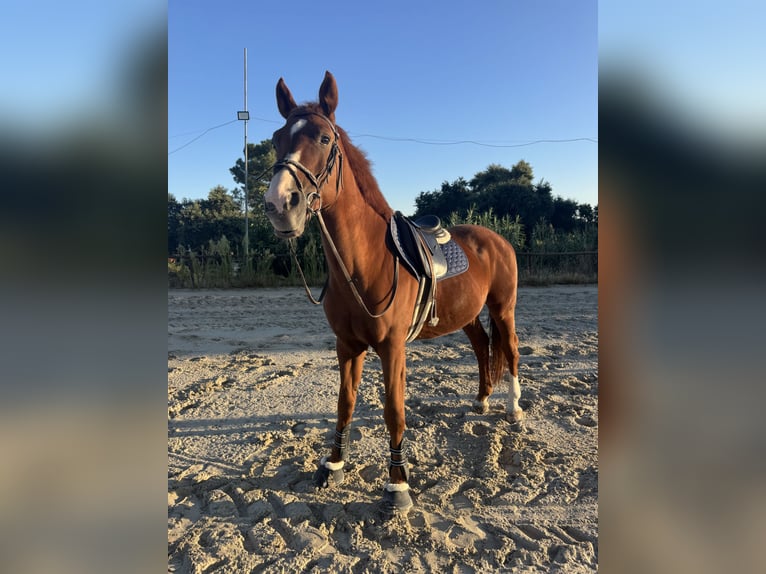 KWPN Mix Wallach 16 Jahre 168 cm Dunkelfuchs in Seixal