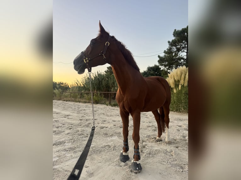 KWPN Mix Wallach 16 Jahre 168 cm Dunkelfuchs in Seixal