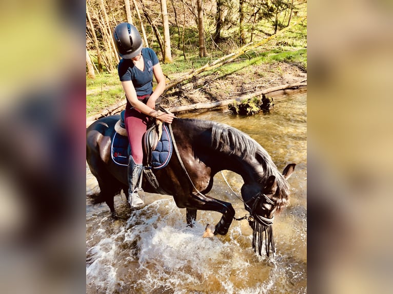 KWPN Wallach 16 Jahre 168 cm Rappe in Trier