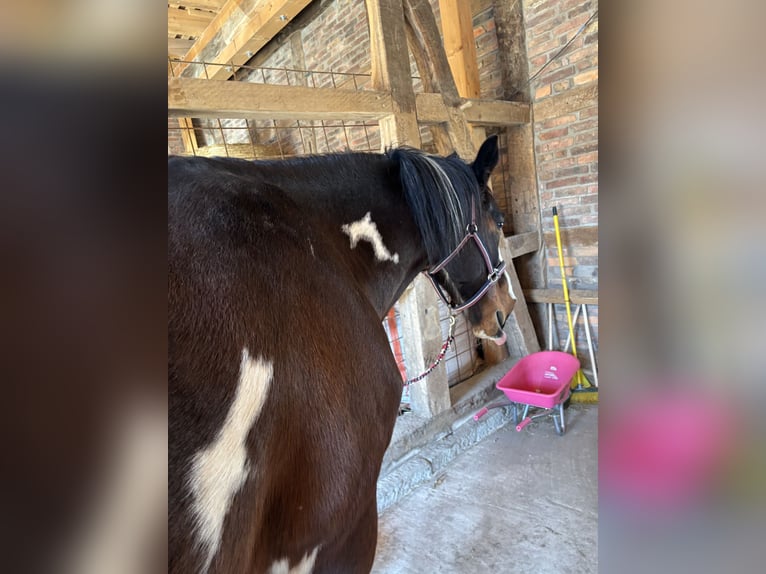 KWPN Wallach 16 Jahre 168 cm Schecke in Dörentrup