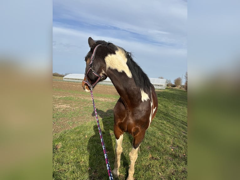 KWPN Wallach 16 Jahre 168 cm Schecke in Dörentrup