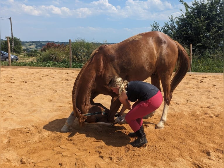 KWPN Wallach 16 Jahre 170 cm Fuchs in Anan