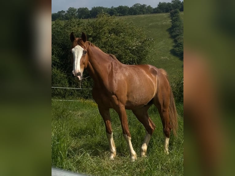 KWPN Wallach 16 Jahre 170 cm Fuchs in Anan
