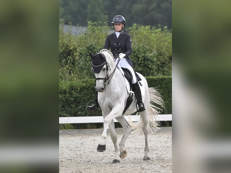 KWPN Wallach 16 Jahre 170 cm Schimmel in Heeswijk-Dinther