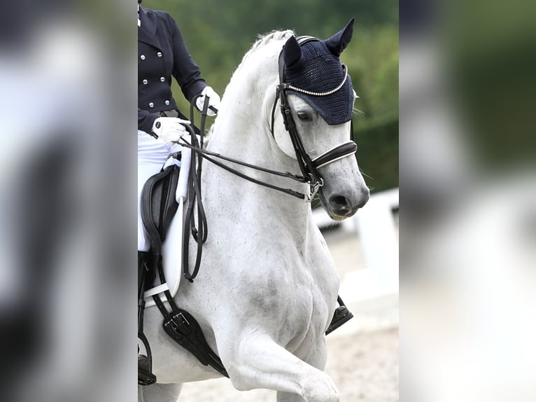 KWPN Wallach 16 Jahre 170 cm Schimmel in Heeswijk-Dinther