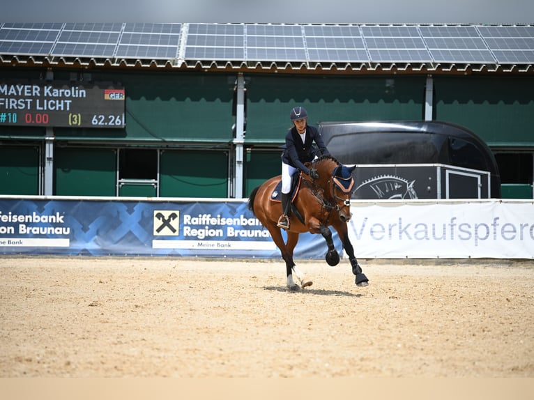 KWPN Wallach 16 Jahre 172 cm Brauner in Kösching
