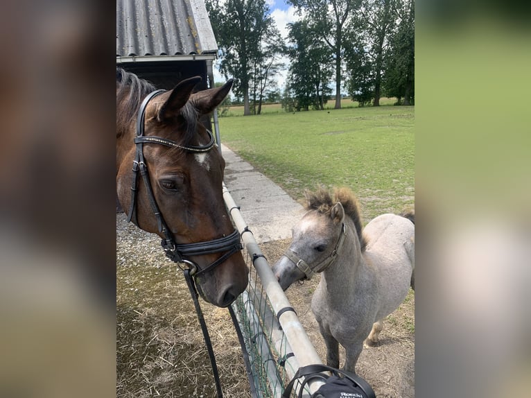 KWPN Wallach 16 Jahre 173 cm Brauner in Leeuwarden