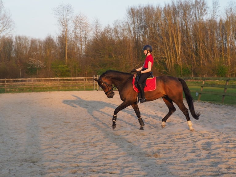 KWPN Wallach 16 Jahre 173 cm Brauner in Leeuwarden