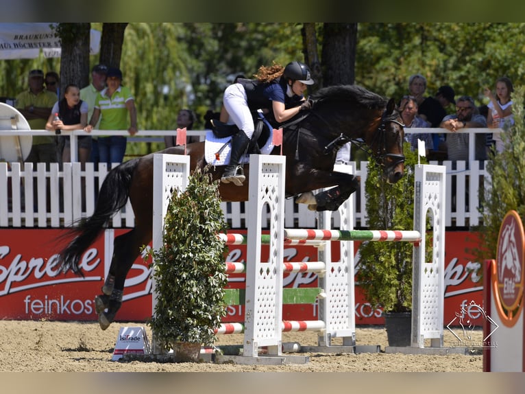 KWPN Wallach 16 Jahre 173 cm Brauner in Höggen