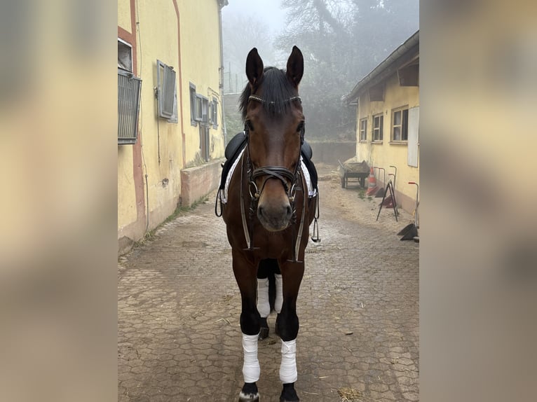 KWPN Wallach 16 Jahre 173 cm Brauner in Trier