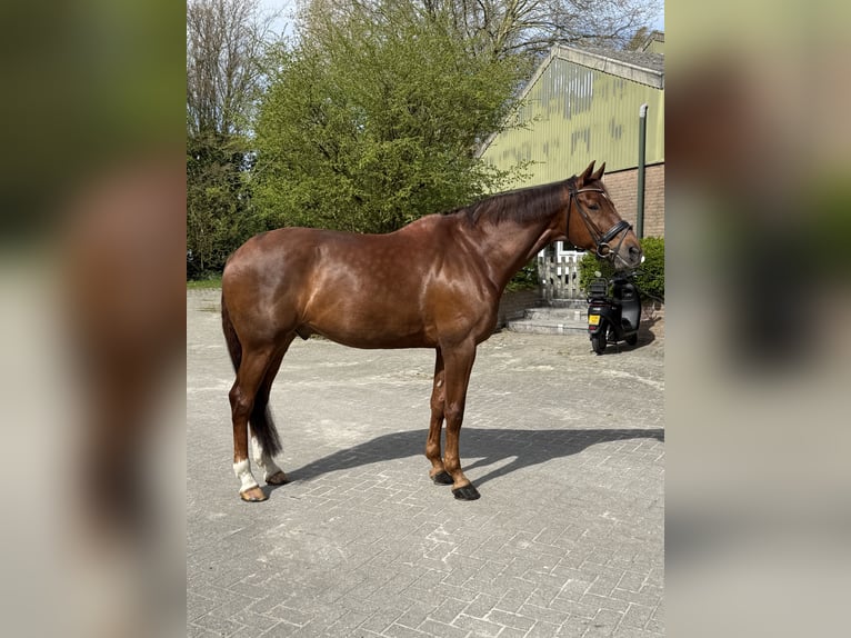 KWPN Wallach 16 Jahre 173 cm Fuchs in Bleiswijk