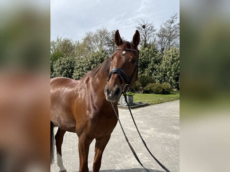 KWPN Wallach 16 Jahre 173 cm Fuchs in Bleiswijk