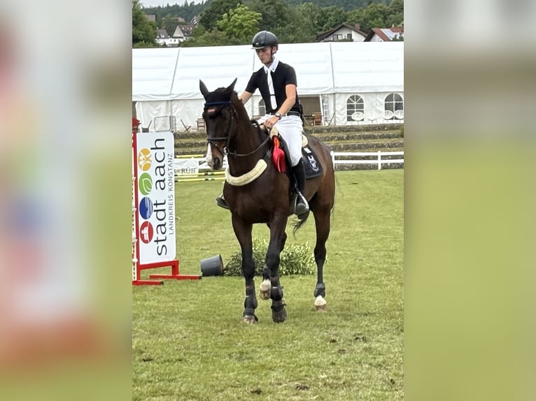 KWPN Wallach 16 Jahre 174 cm Dunkelbrauner in Sulz am Neckar