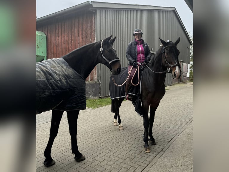 KWPN Wallach 16 Jahre 174 cm Dunkelbrauner in Sulz am Neckar