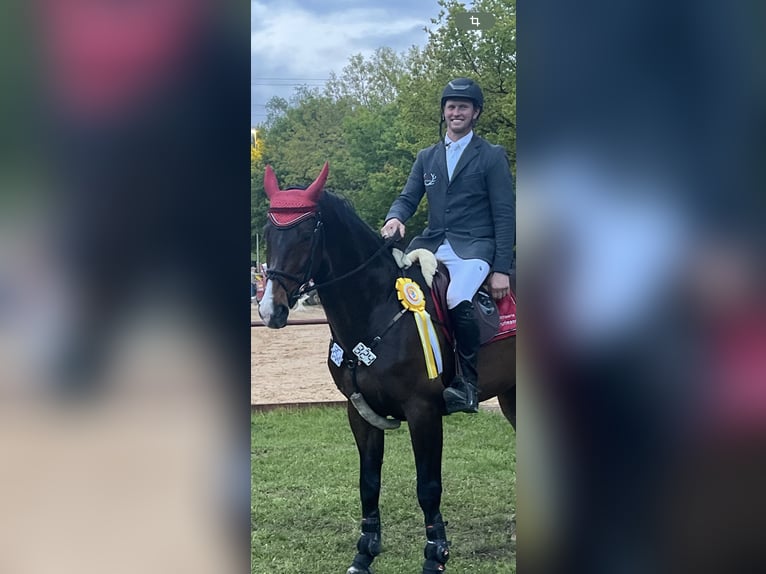 KWPN Wallach 16 Jahre 174 cm Dunkelbrauner in Sulz am Neckar