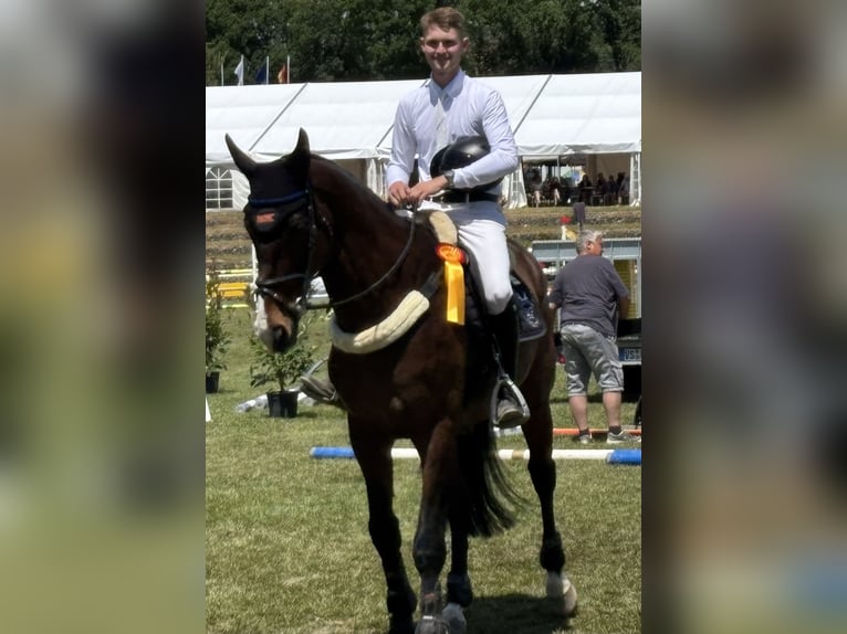 KWPN Wallach 16 Jahre 174 cm Dunkelbrauner in Sulz am Neckar