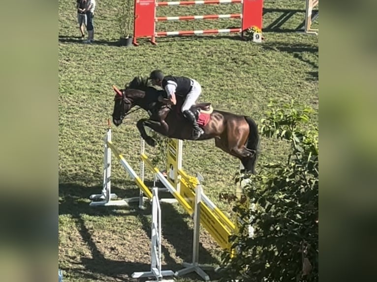KWPN Wallach 16 Jahre 174 cm Dunkelbrauner in Sulz am Neckar