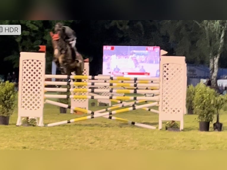 KWPN Wallach 16 Jahre 174 cm Dunkelbrauner in Sulz am Neckar