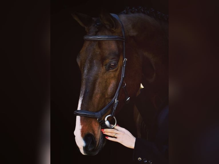 KWPN Wallach 16 Jahre 174 cm Dunkelbrauner in Sulz am Neckar