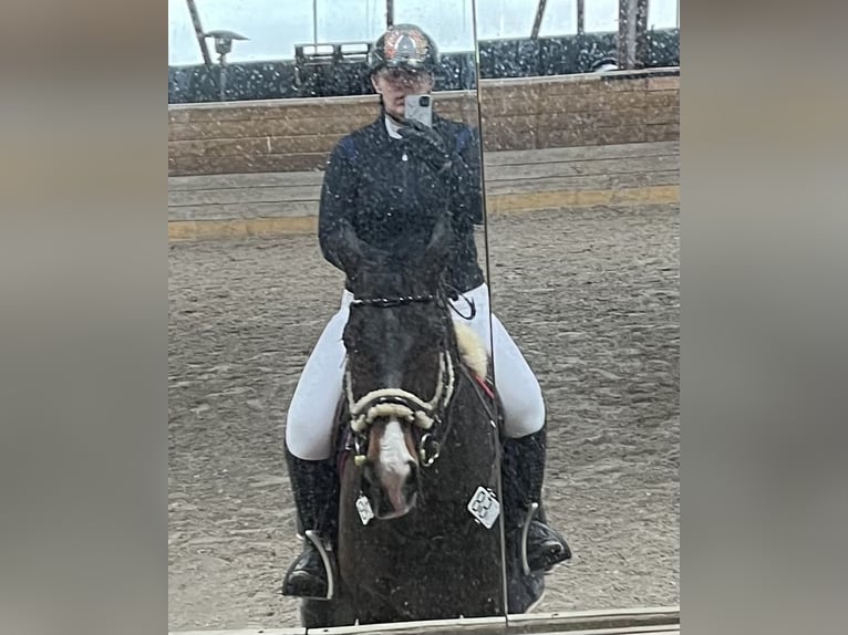 KWPN Wallach 16 Jahre 174 cm Dunkelbrauner in Sulz am Neckar