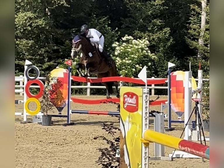 KWPN Wallach 16 Jahre 174 cm Dunkelbrauner in Sulz am Neckar