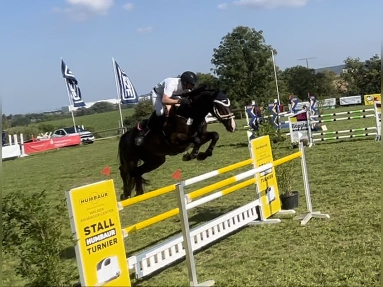KWPN Wallach 16 Jahre 174 cm Dunkelbrauner in Sulz am Neckar