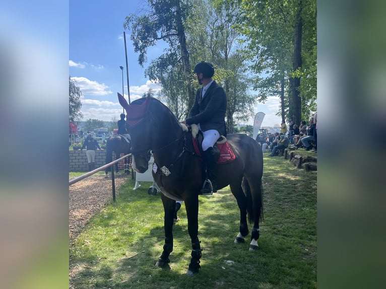 KWPN Wallach 16 Jahre 174 cm Dunkelbrauner in Sulz am Neckar