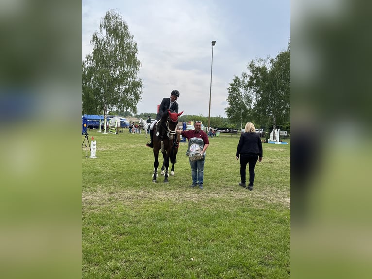 KWPN Wallach 16 Jahre 174 cm Dunkelbrauner in Sulz am Neckar