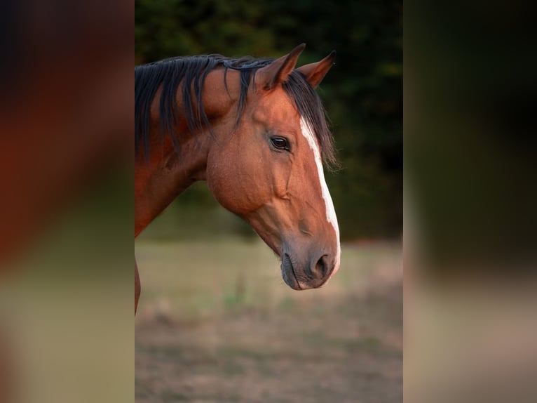 KWPN Wallach 16 Jahre 178 cm Brauner in Gingen an der Fils