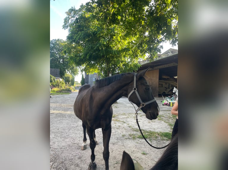 KWPN Wallach 17 Jahre 162 cm Rappe in Winsen (Luhe)