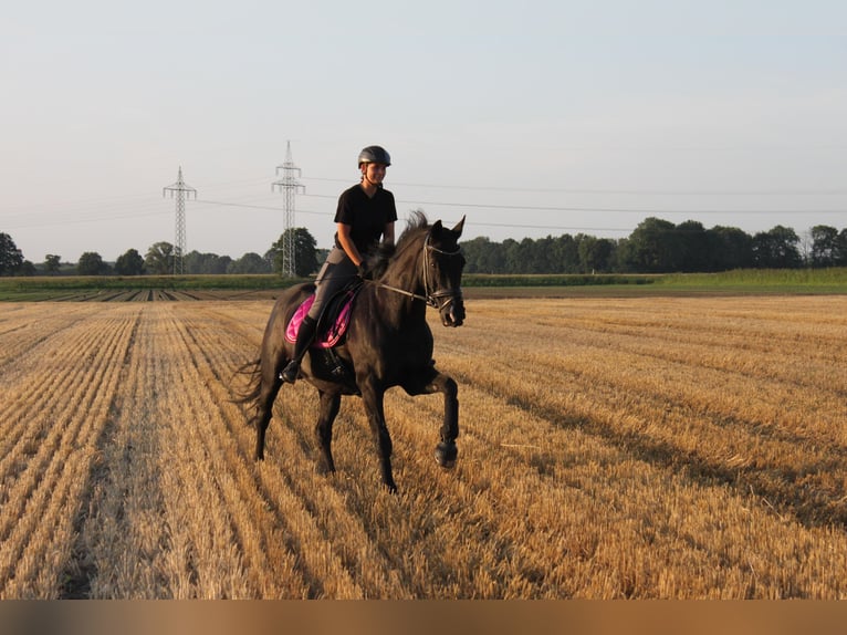 KWPN Wallach 17 Jahre 162 cm Rappe in Winsen (Luhe)