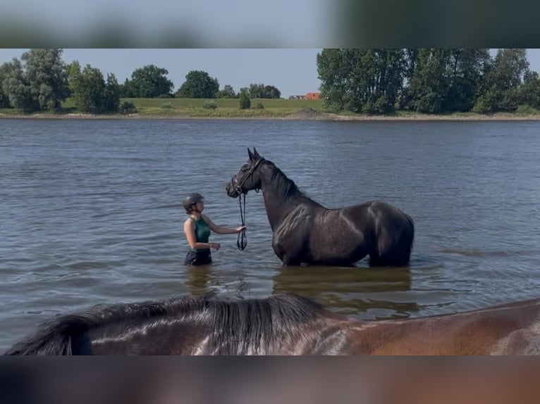 KWPN Wallach 17 Jahre 162 cm Rappe in Winsen (Luhe)