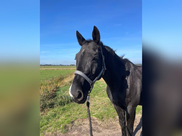 KWPN Wallach 17 Jahre 162 cm Rappe in Winsen (Luhe)