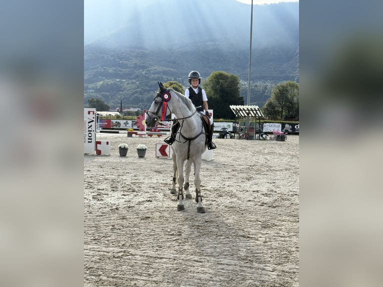 KWPN Wallach 17 Jahre 164 cm Schimmel in Giubiasco