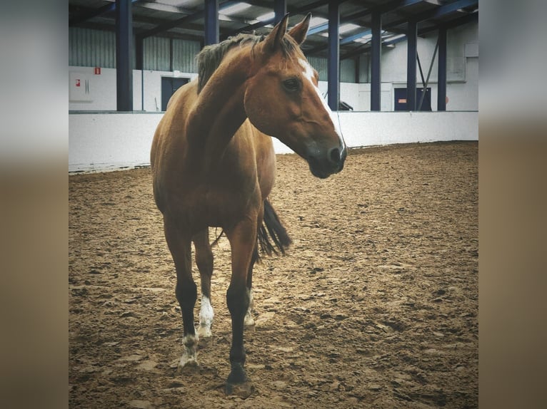 KWPN Wallach 17 Jahre 165 cm Brauner in Joure