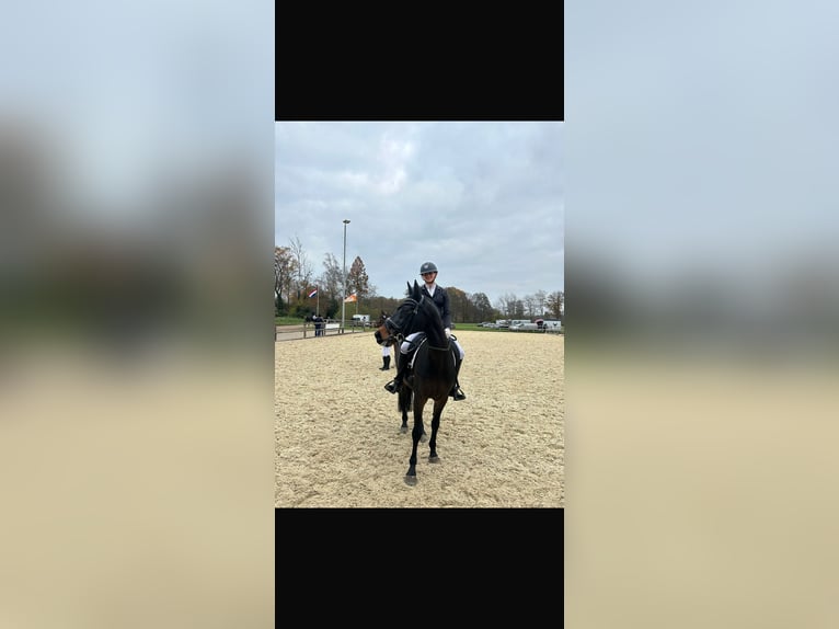 KWPN Wallach 17 Jahre 165 cm Dunkelbrauner in Dinxperlo