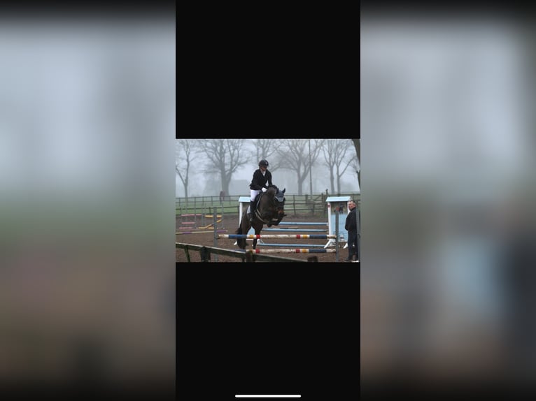 KWPN Wallach 17 Jahre 165 cm Dunkelbrauner in Dinxperlo
