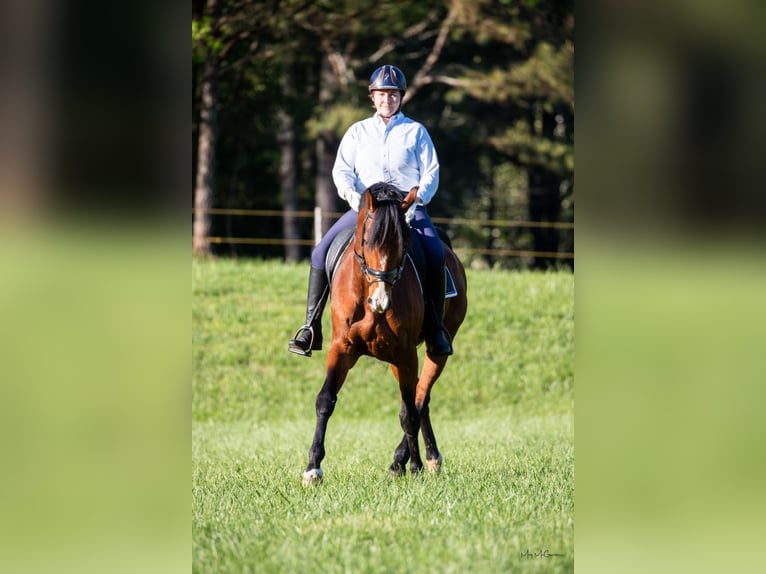 KWPN Wallach 17 Jahre 165 cm Rotbrauner in Alpharetta