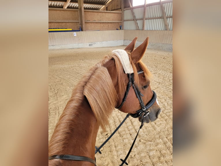 KWPN Wallach 17 Jahre 167 cm Fuchs in Holzgünz