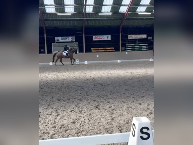 KWPN Wallach 17 Jahre 168 cm Dunkelfuchs in Veldhoven