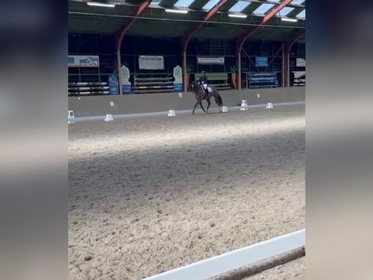 KWPN Wallach 17 Jahre 168 cm Dunkelfuchs in Veldhoven