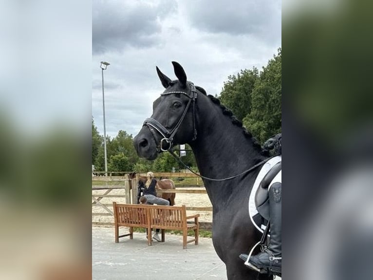 KWPN Wallach 17 Jahre 168 cm Rappe in Bleiswijk