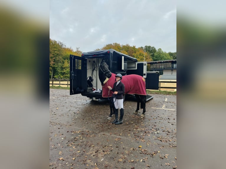KWPN Wallach 17 Jahre 168 cm Rappe in Bleiswijk