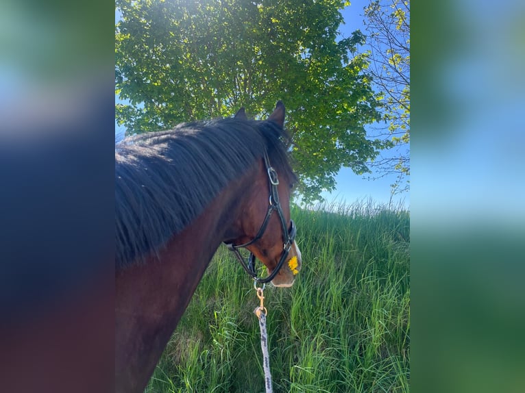 KWPN Wallach 17 Jahre 170 cm Brauner in Oberviechtach