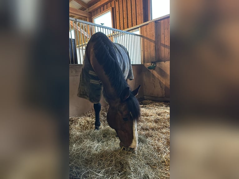 KWPN Wallach 17 Jahre 170 cm Brauner in Oberviechtach