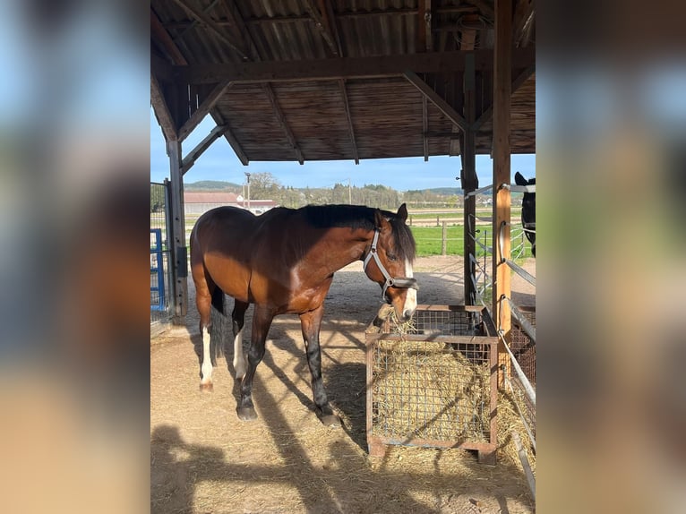 KWPN Wallach 17 Jahre 170 cm Brauner in Oberviechtach