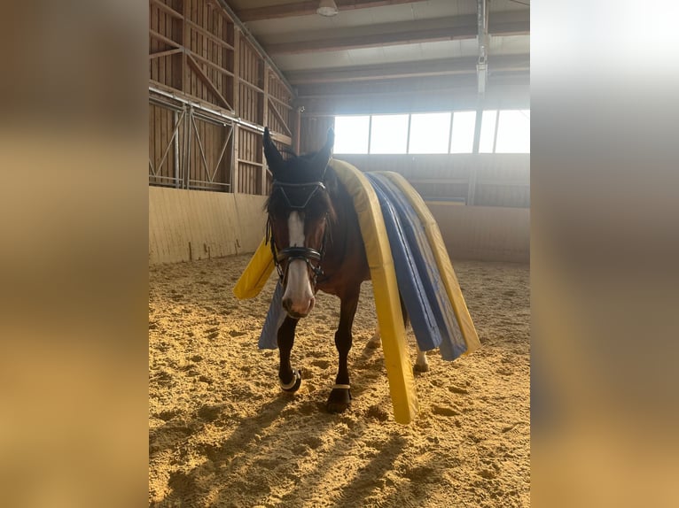 KWPN Wallach 17 Jahre 170 cm Brauner in Oberviechtach