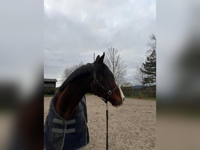 KWPN Wallach 17 Jahre 170 cm Brauner in Oberviechtach